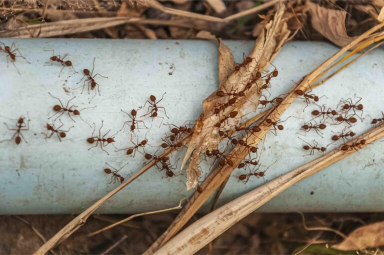 overhead-shot-red-ants-steel-blue-pipe-taken-doi-tao-lake-thailand-asia