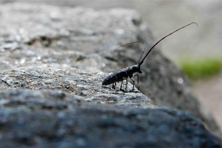 spotted-sawyer-beetle-yellowstone-national-park